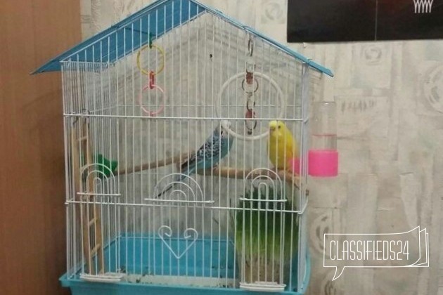 Продаю попугаев в городе Краснодар, фото 1, телефон продавца: +7 (918) 261-85-90