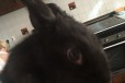 Кролик чёрный. Ласковый в городе Краснодар, фото 1, Краснодарский край