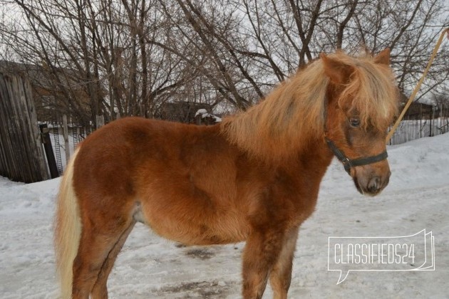 Нарядный жеребенок пони в городе Уфа, фото 1, телефон продавца: +7 (919) 337-72-79