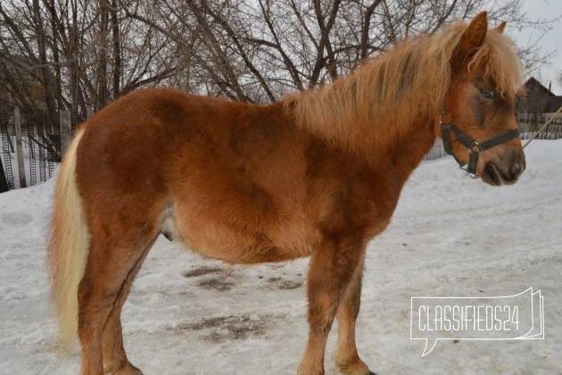 Нарядный жеребенок пони в городе Уфа, фото 2, стоимость: 65 000 руб.