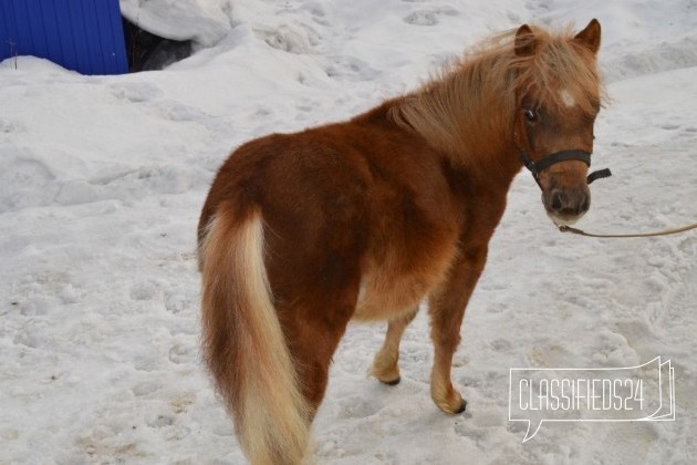 Нарядный жеребенок пони в городе Уфа, фото 3, Лошади