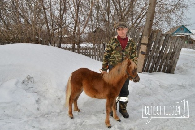 Нарядный жеребенок пони в городе Уфа, фото 4, Башкортостан