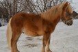 Нарядный жеребенок пони в городе Уфа, фото 2, телефон продавца: +7 (919) 337-72-79