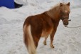 Нарядный жеребенок пони в городе Уфа, фото 3, стоимость: 65 000 руб.