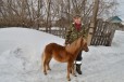 Нарядный жеребенок пони в городе Уфа, фото 4, Лошади