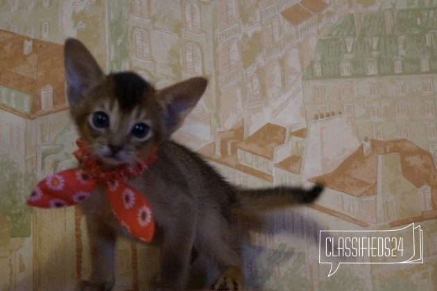 Резервирование котят в городе Лиски, фото 1, Абиссинская