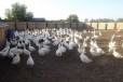 Гусята, цыплята, поросята в городе Белогорск, фото 1, Амурская область