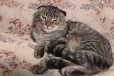 Продам кота породы скоттиш-фолд в городе Переславль-Залесский, фото 1, Ярославская область