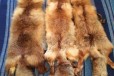 Продам шкуры лисы в городе Иваново, фото 1, Ивановская область