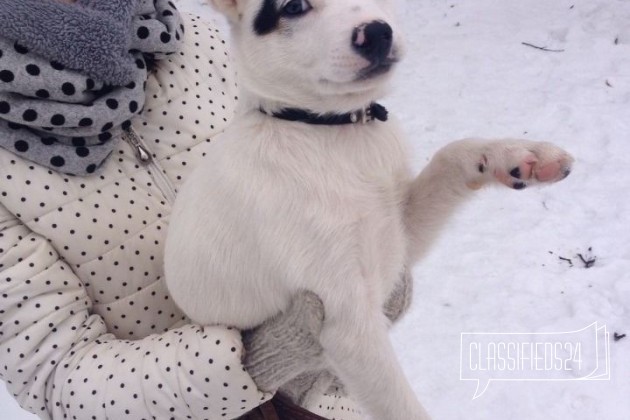 Отдам щенка в хорошие руки в городе Новочебоксарск, фото 2, телефон продавца: +7 (919) 665-47-11