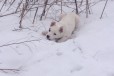 Отдам щенка в хорошие руки в городе Новочебоксарск, фото 4, Другая