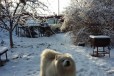 Мальчик самоед ищет для вязки девочку в городе Владимир, фото 1, Владимирская область