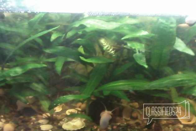 Криптокорина в городе Йошкар-Ола, фото 2, Аквариумные рыбки