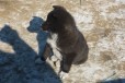 Щенок лайки 2 месяца мальчик от рабочих собак в городе Чита, фото 1, Забайкальский край