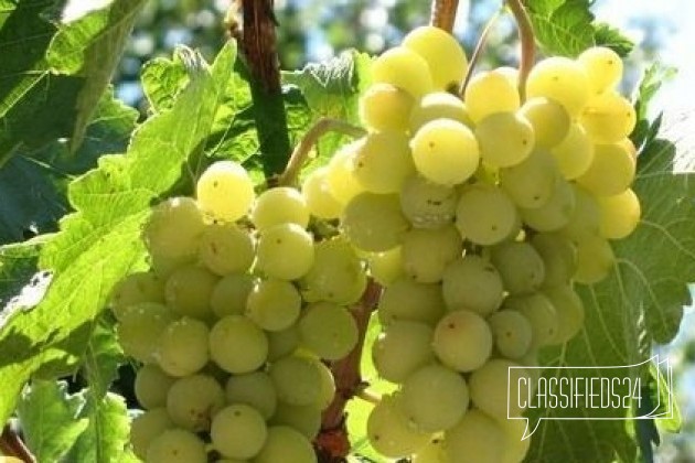 Черенки винограда в городе Магнитогорск, фото 1, телефон продавца: +7 (951) 474-22-33