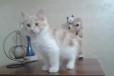 Котята с заячьим хвостиком в городе Уфа, фото 1, Башкортостан