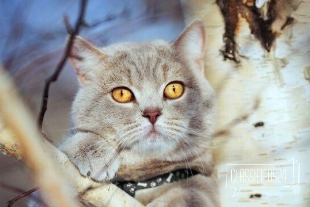 Британский котик в городе Абакан, фото 3, стоимость: 1 700 руб.
