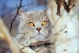 Британский котик в городе Абакан, фото 3, стоимость: 1 700 руб.
