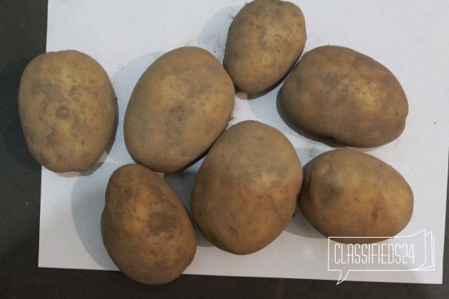 Картофель в городе Сергиев Посад, фото 4, Продовольствие