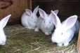 Кролики в городе Пермь, фото 1, Пермский край