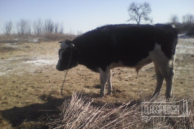 Продаю быка в городе Благовещенск, фото 1, телефон продавца: +7 (914) 564-69-49