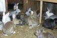 Кролики в городе Сокол, фото 1, Вологодская область