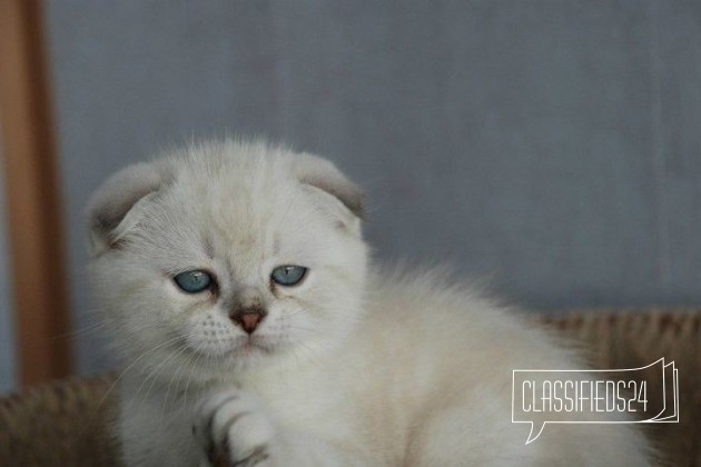 Шотландские плюшевые котята в городе Великий Новгород, фото 1, телефон продавца: +7 (911) 606-50-75