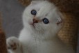 Шотландские плюшевые котята в городе Великий Новгород, фото 2, телефон продавца: +7 (911) 606-50-75