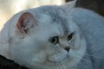 Шотландские плюшевые котята в городе Великий Новгород, фото 5, Новгородская область