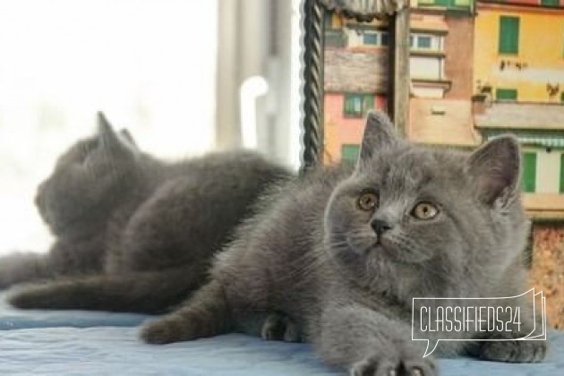 Голубой котенок в городе Самара, фото 1, стоимость: 10 000 руб.