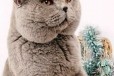 Голубой котенок в городе Самара, фото 2, телефон продавца: +7 (927) 705-44-11