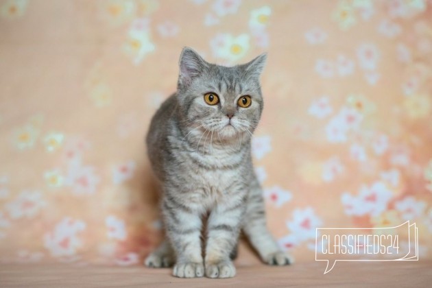 Молодой котик в городе Тверь, фото 4, Тверская область