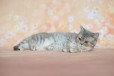 Молодой котик в городе Тверь, фото 3, стоимость: 1 500 руб.