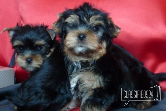 Йоркширские терьеры забавные малыши в городе Омск, фото 5, телефон продавца: +7 (965) 870-47-77