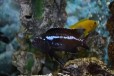 Йоханни (Melanochromis johanni) Цихлиды в городе Санкт-Петербург, фото 1, Ленинградская область
