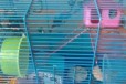 Клетка для хомяка в городе Чебоксары, фото 1, Чувашия