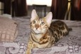 Бенгальская кошечка в городе Ангарск, фото 1, Иркутская область