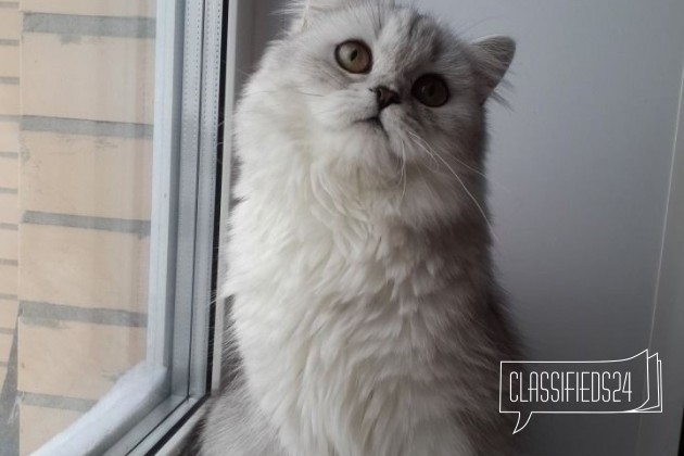 Любителям прелестных длинношерстных кошек в городе Москва, фото 2, телефон продавца: +7 (916) 562-58-74
