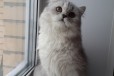 Любителям прелестных длинношерстных кошек в городе Москва, фото 2, телефон продавца: +7 (916) 562-58-74