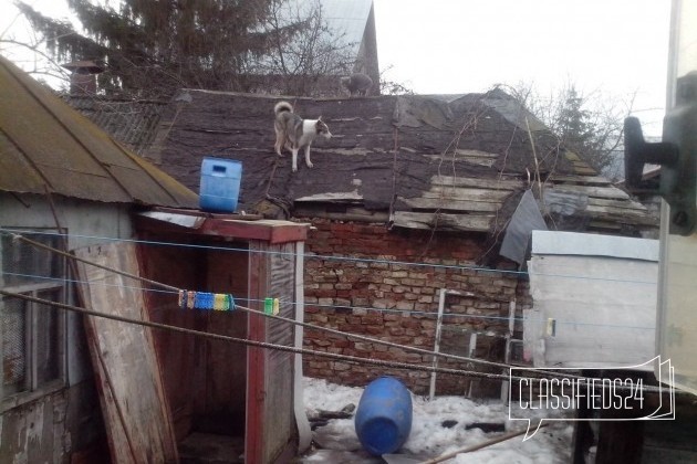 Лайка 1.5 года в городе Курск, фото 1, стоимость: 1 000 руб.