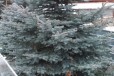 Голубые ели в городе Невинномысск, фото 2, телефон продавца: +7 (928) 385-96-69