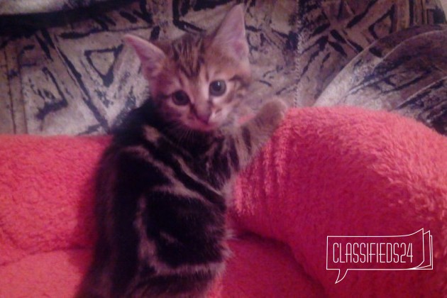 Яркая мраморная девочка Курильского бобтейла в городе Пермь, фото 1, Курильский бобтейл