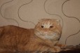 Кот ищет подружку в городе Тихорецк, фото 1, Краснодарский край
