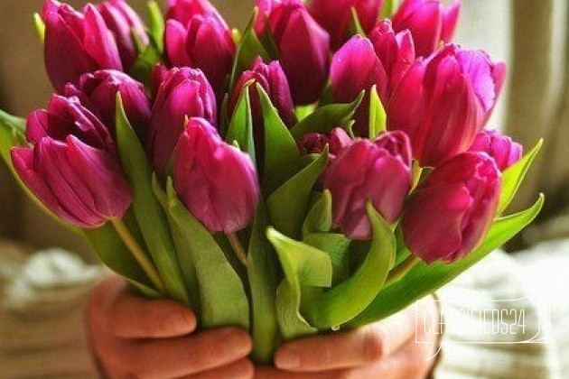 Доставка букетов из тюльпанов в городе Астрахань, фото 1, телефон продавца: +7 (999) 600-11-46