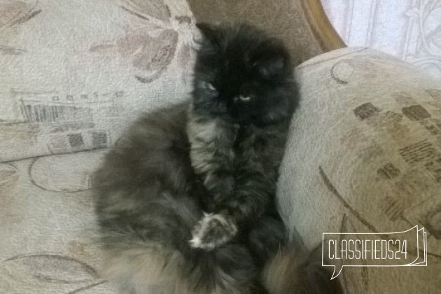 Ищет котика в городе Нефтекамск, фото 1, телефон продавца: +7 (917) 477-25-55