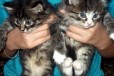 Отдам котиков в добрые руки в городе Кемерово, фото 1, Кемеровская область