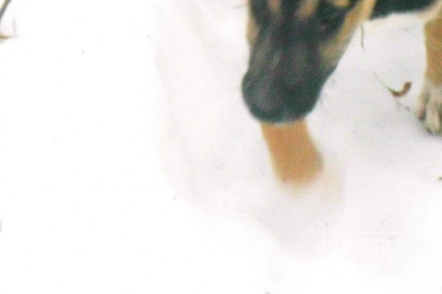 Домашний щенок в добрые руки в городе Владимир, фото 1, телефон продавца: +7 (968) 514-04-59