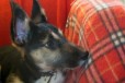 Домашний щенок в добрые руки в городе Владимир, фото 2, телефон продавца: +7 (968) 514-04-59