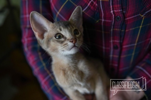 Абиссинские котята из питомника в городе Москва, фото 5, телефон продавца: +7 (925) 027-38-44
