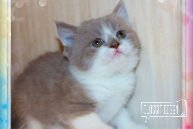 Очаровательный мальчик в городе Ярославль, фото 1, стоимость: 4 000 руб.